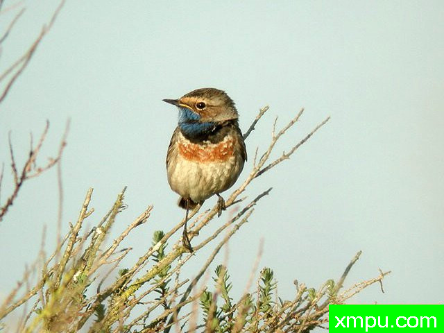青海南山蓝点颏03