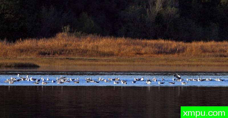 海鸥流-著名摄影师：TMJ摄影[美国]