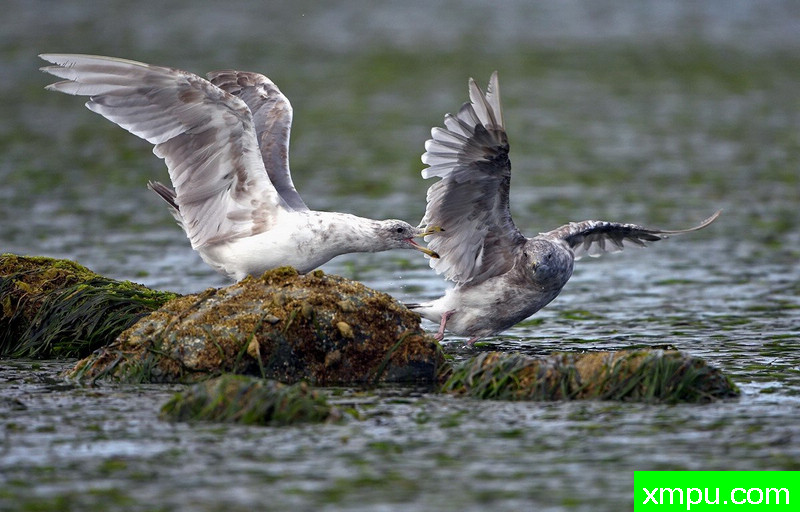 海鸥战斗-著名摄影师：TMJ摄影[美国]