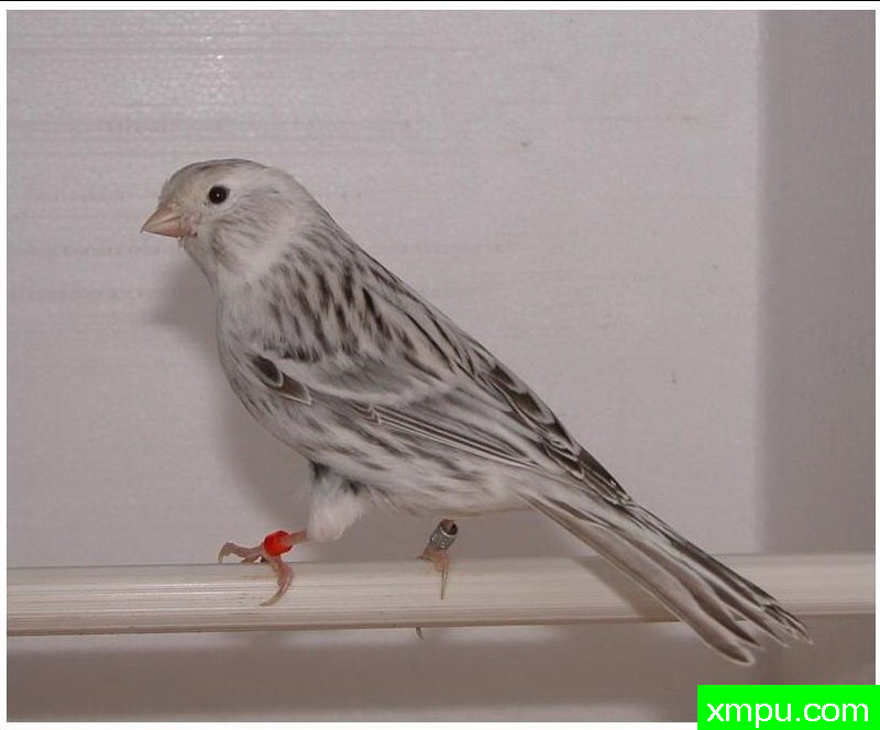 黄玉银玛瑙--著名摄影师：贡萨洛Basurto Antolin摄影