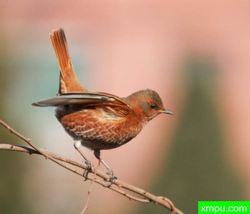 林鸟—斑鸫-著名自然摄影师： 双刃剑客摄影