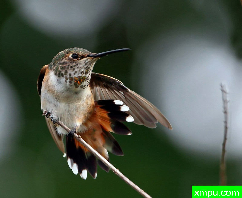 炫耀 ---著名摄影师：TMJ摄影[美国]