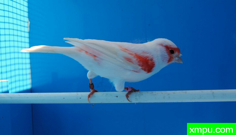 金丝雀--红马赛克----摄影师BATTAGLIA64[意大利]