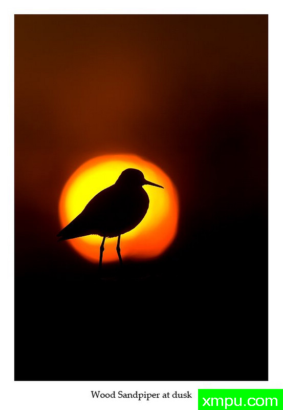 太阳鸟---著名摄影师：丹尼绿色摄影