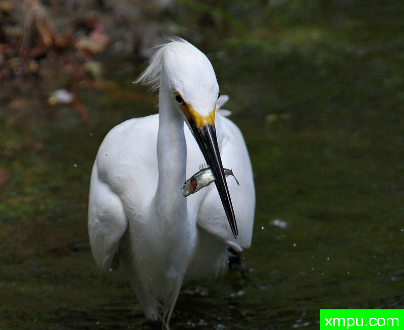 小型午餐的白鹭鸶---著名摄影师：TMJ摄影[美国]