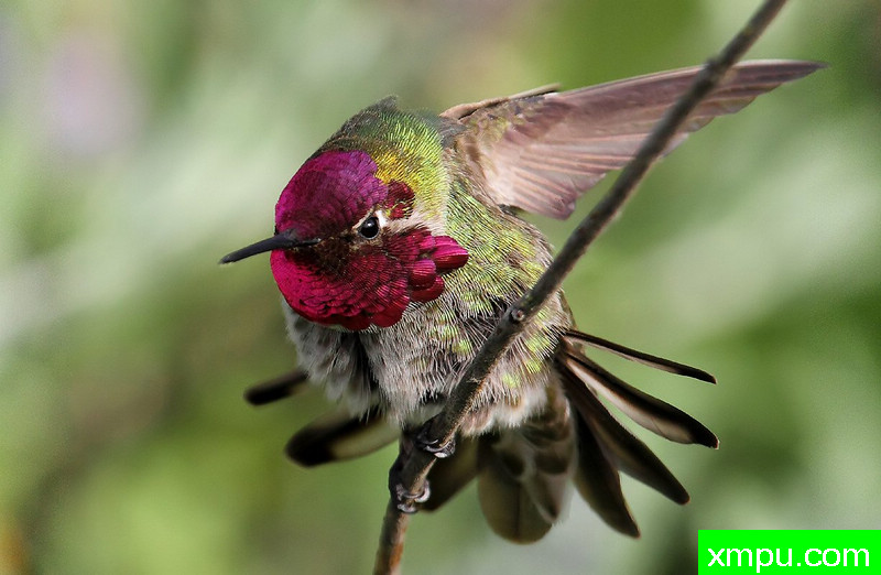 左边锋？---著名摄影师：TMJ摄影[美国]