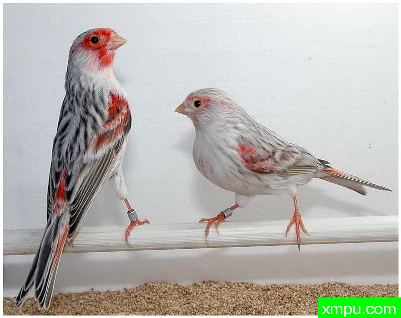 金丝雀--玛瑙蛋糕 --著名摄影师：贡萨洛Basurto Antolin摄影