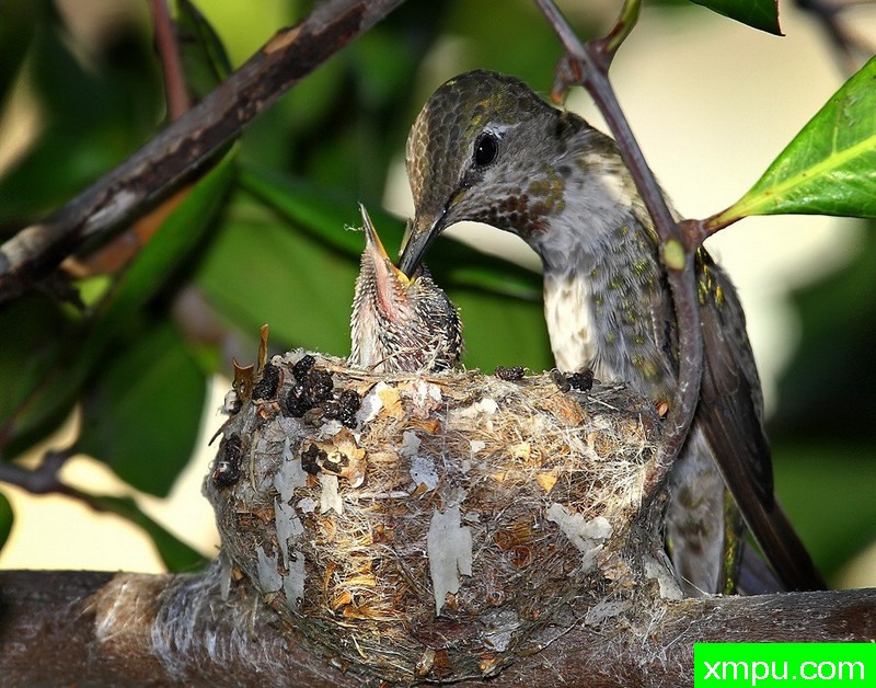 宝宝喂养“Ajuma ---著名摄影师：TMJ摄影[美国]