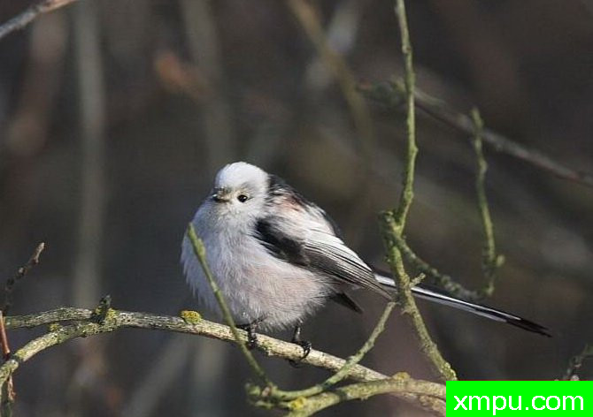 长尾山雀 - Aegithalos尾状 - 长尾山雀 - 图片：raniuszek