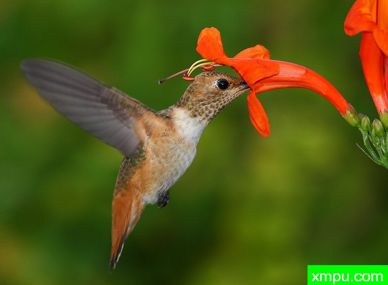 蜂鸟与歌金银花花---著名摄影师：TMJ摄影[美国]