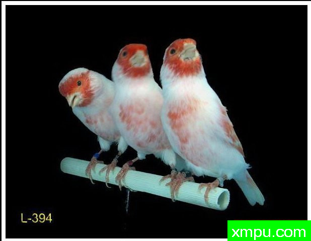 金丝雀--红马赛克三口之家