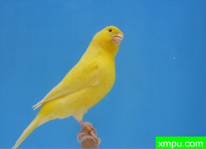 联合国autre jaune希梅尔 ---著名摄影师：盖伊摄影[法国]