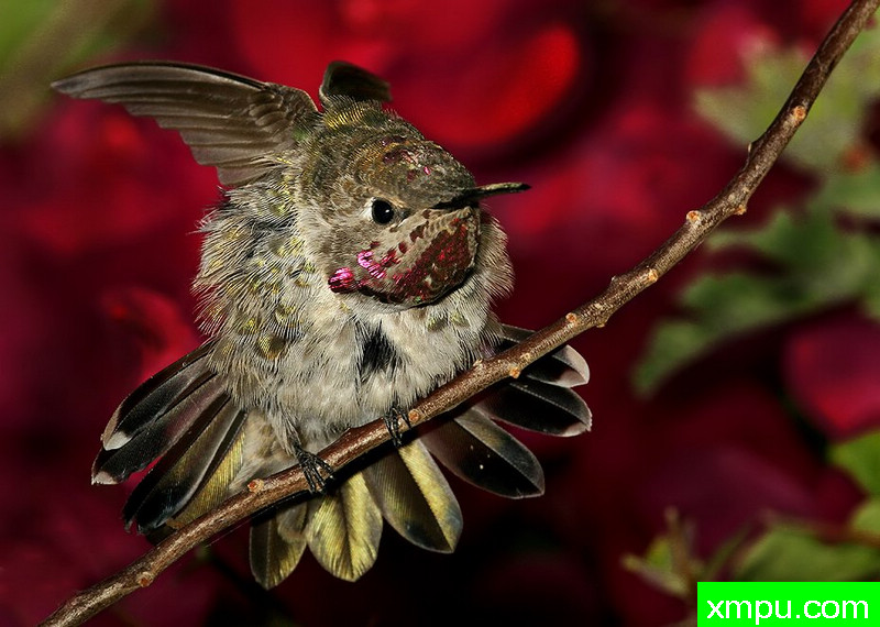 悍马先生！---著名摄影师：TMJ摄影[美国]