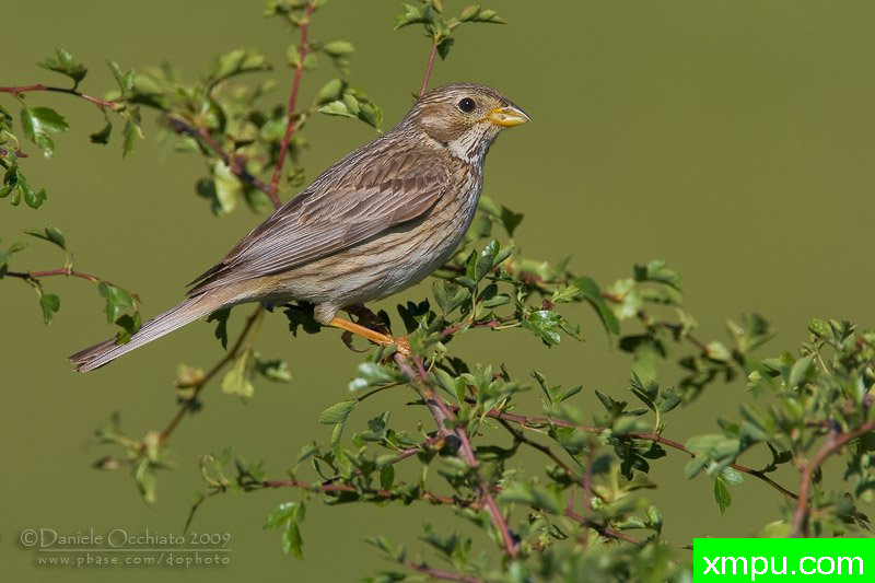 意大利4.玉米鹀