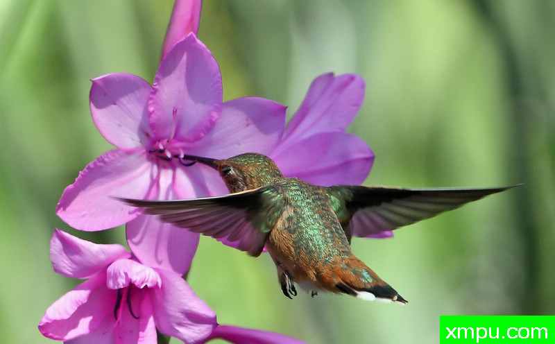 作业悍马---著名摄影师：TMJ摄影[美国]