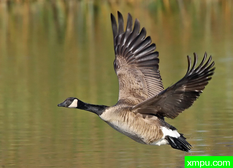 加拿大鹅图片,加拿大鹅介绍,加拿大鹅百科-动植物