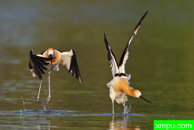 不要踢我太辛苦了，OK！---著名摄影师：TMJ摄影[美国]