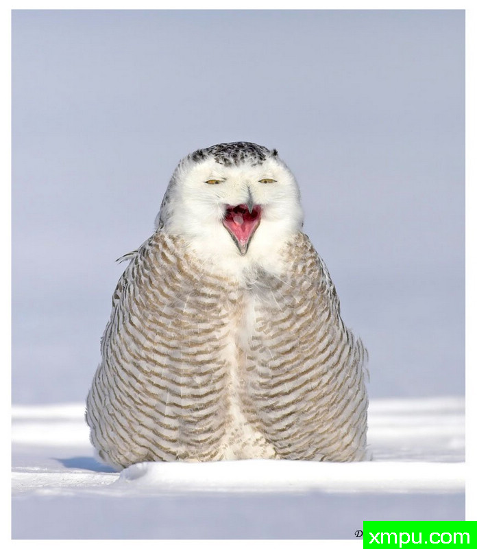 它在笑.哈哈哈[斯诺伊奥尔]0--著名摄影师：大卫亨明斯摄影