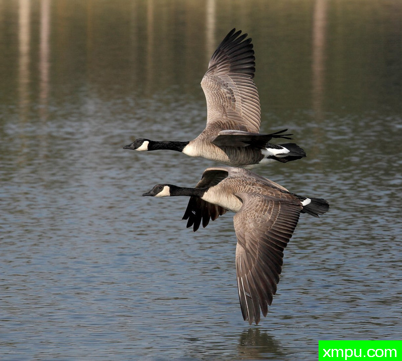 不同的笔画---著名摄影师：TMJ摄影[美国]
