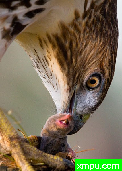 “感恩晚宴”--著名自然摄影师：弗洛里斯面包车Breugel