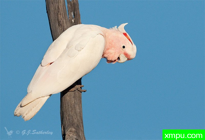 专业米切尔的鹦鹉--著名荒野摄影师：杰拉德摄影