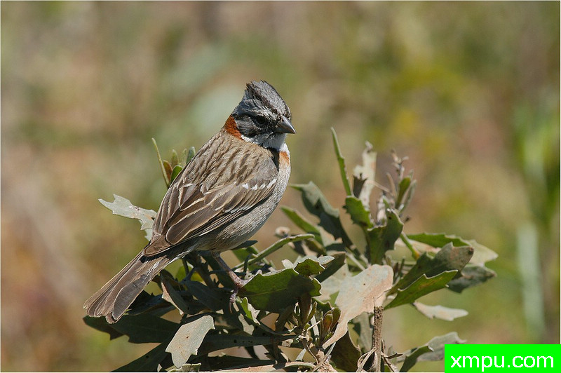 棕领雀 ---著名自然摄影师： 艾蒂安Artigau 摄影[美国]