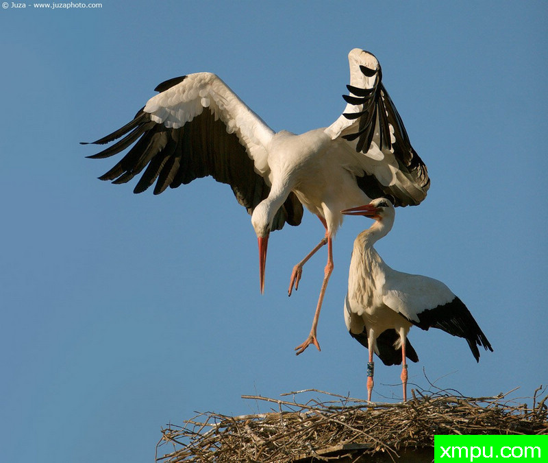 东方白鹳--摄影师：Juza电子艺界-意大利