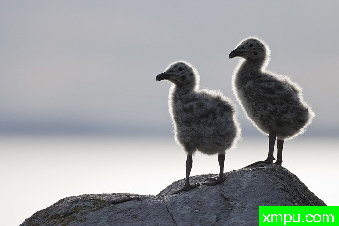 大黑背鸥的小鸡---著名摄影师：爱德华兹摄影