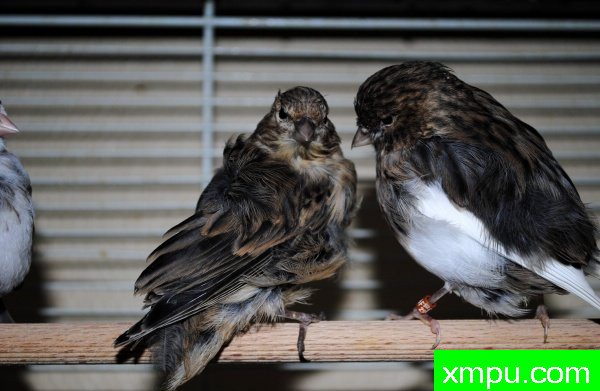 金丝雀 杂花式法夫01[品种： 法夫]---著名摄影师： bertrand6263