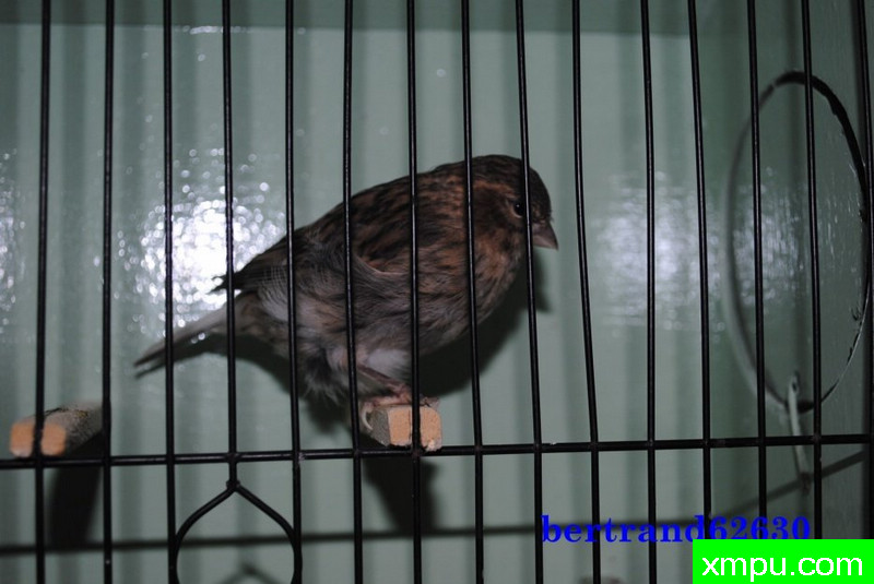 金丝雀 杂花式法夫01[品种： 法夫]---著名摄影师： bertrand6263