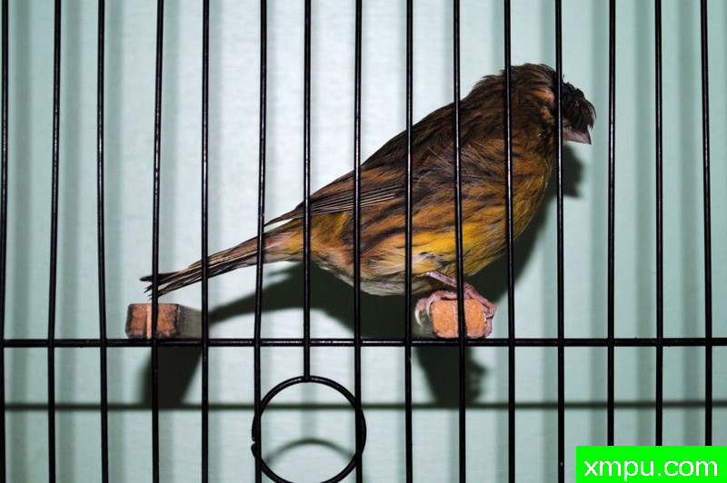 金丝雀 杂花式法夫01[品种： 法夫]---著名摄影师： bertrand6263