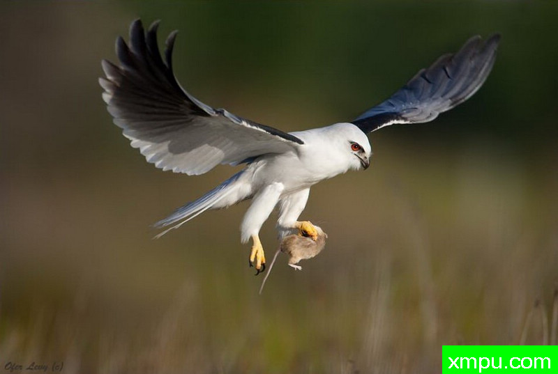 黑肩鸢 ---著名荒野摄影师：杰拉德摄影