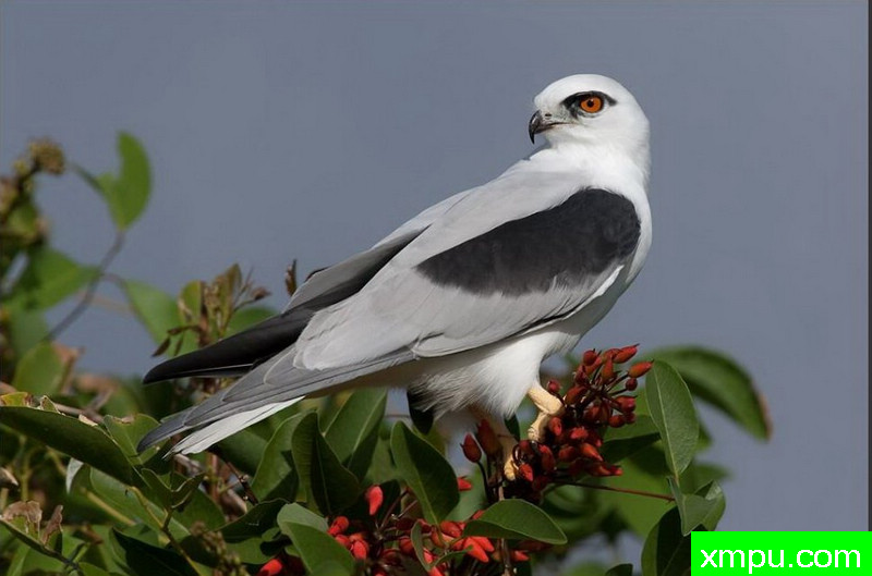黑肩鸢 ---著名荒野摄影师：杰拉德摄影