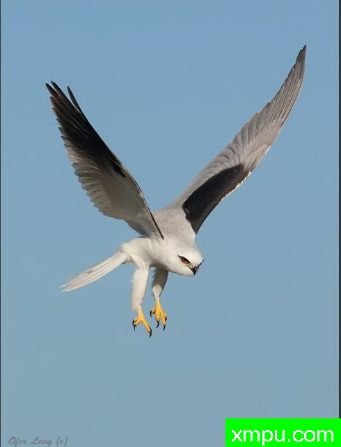 黑肩鸢 ---著名荒野摄影师：杰拉德摄影