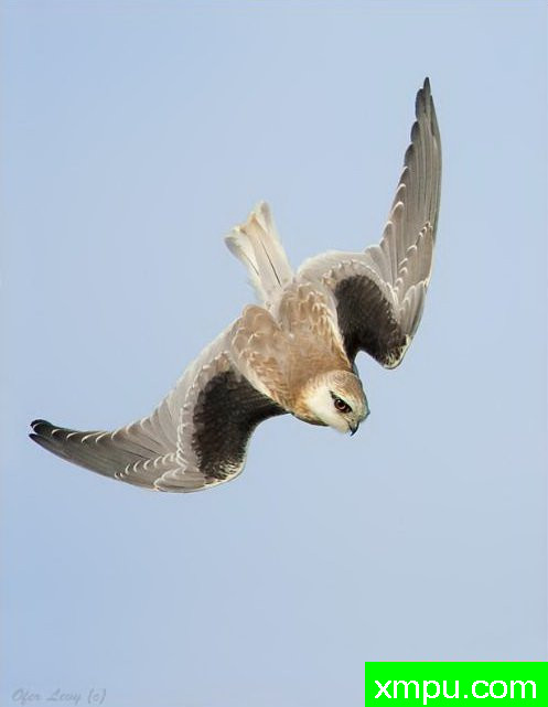 黑肩鸢 ---著名荒野摄影师：杰拉德摄影