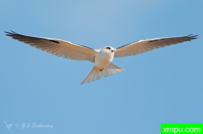 黑肩鸢 ---著名荒野摄影师：杰拉德摄影