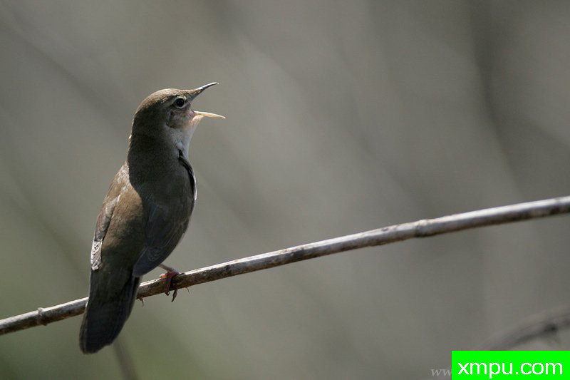 莺（Locustella luscinioides）---著名摄影师：Cezar摄影