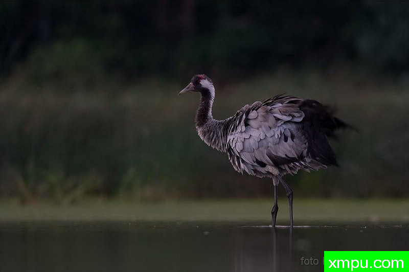灰鹤 ---著名荒野摄影师：克里斯托弗Sztaba 摄影