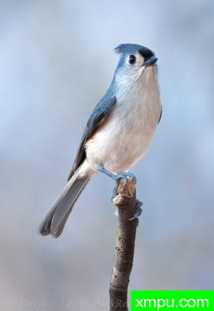 黑点蓝凤雀02--著名摄影师：大卫莱斯特é 摄影