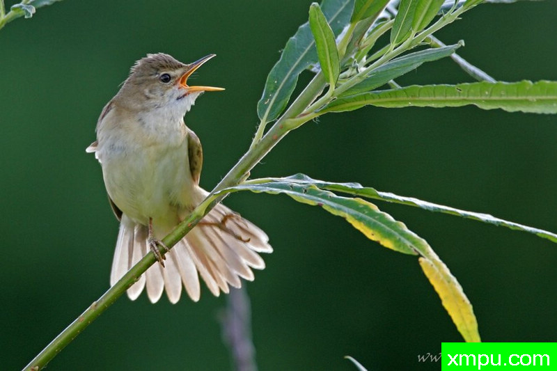 沼泽莺---著名摄影师：Cezar摄影