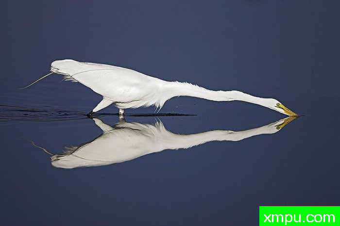 大白鹭守猎---摄影师：爱德华兹摄影