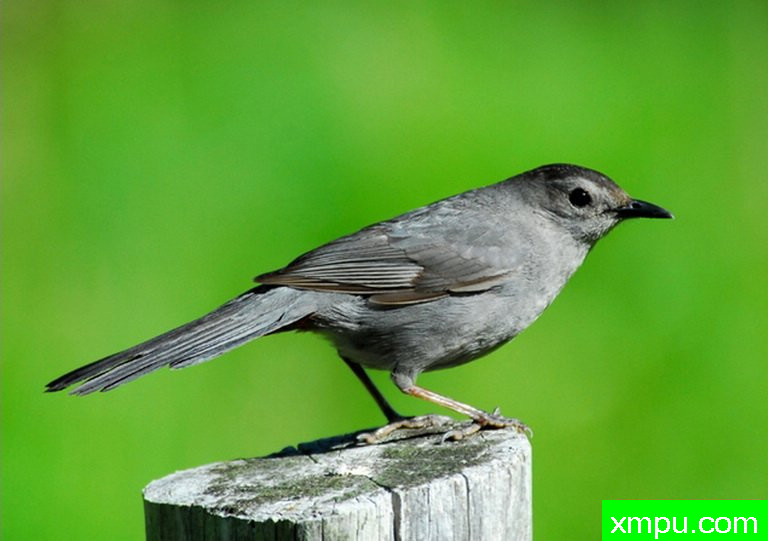 牛鸟--摄影师：彼得伊瓦诺斯基摄影
