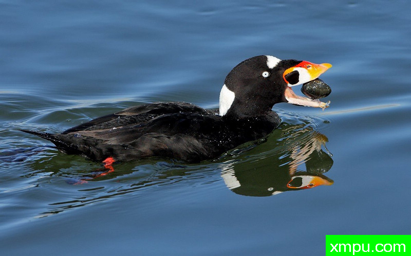 冲浪黑凫... The Clamp Eater - Click image to view larger!钳