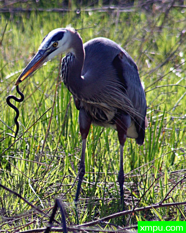 一头正在吃蛇的大蓝鹭 ---著名摄影师： 米拉Zinkova摄影