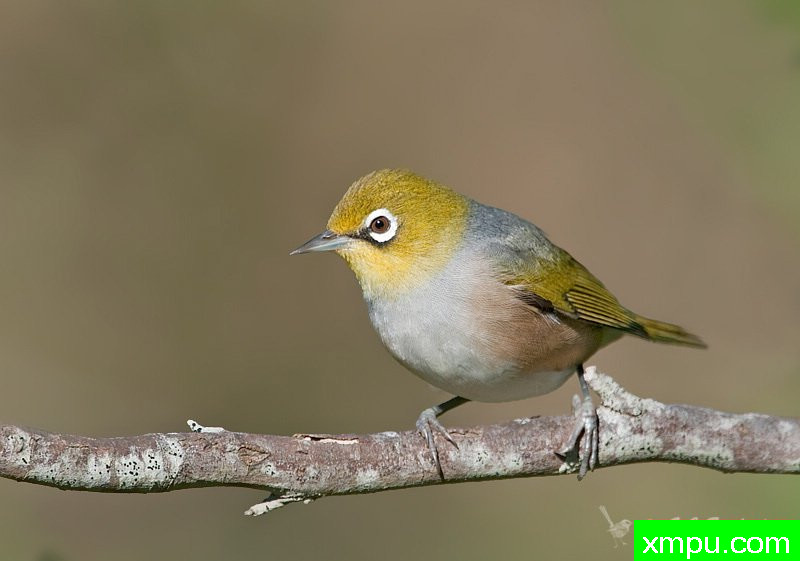 Silvereye--著名荒野摄影师：杰拉德摄影