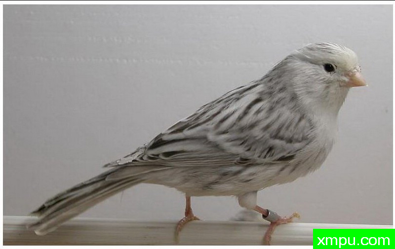 金丝雀--白玛瑙黄玉--著名摄影师：贡萨洛Basurto Antolin摄影