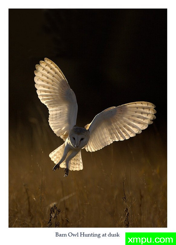 夜行者01---著名荒野摄影师：丹尼绿色摄影