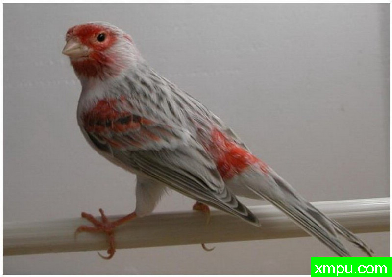 红色马赛克蛋糕--著名摄影师：贡萨洛Basurto Antolin摄影