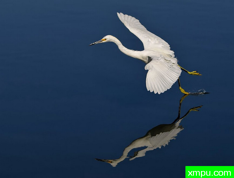 滑冰白鹭鸶---著名摄影师：TMJ摄影[美国