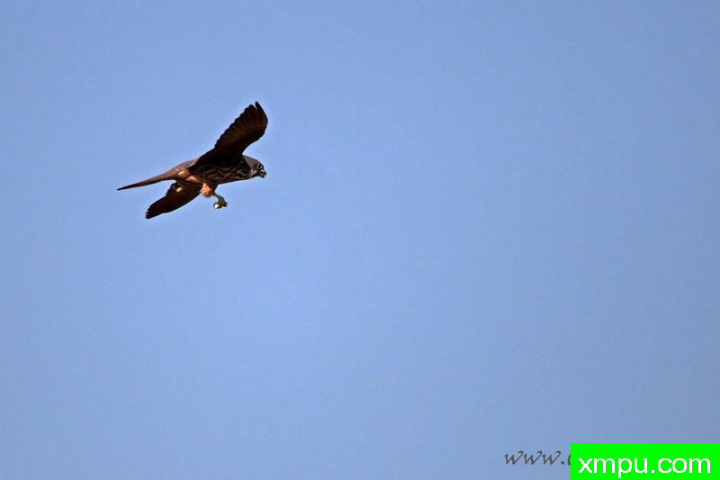 岩鹰（法尔科eleonorae）--著名摄影师：Cezar摄影